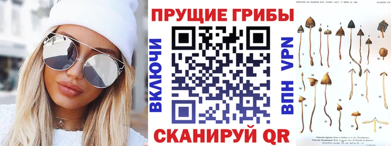 Галлюциногенные грибы Psilocybine cubensis  Купить  Белая Калитва 